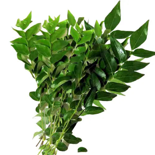 CURRY LEAVES BUNCH